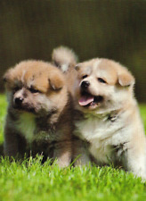 Usado, UNIGRAF  Postcard  ** Akita  Inu    Puppy  *  POSTKARTE  #  2 comprar usado  Enviando para Brazil