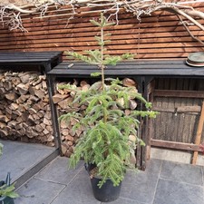 Korean fir tree for sale  UXBRIDGE
