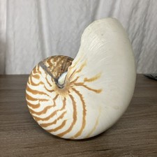 Large 6.5 nautilus for sale  Irvine