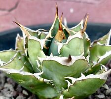 Agave titanota compatta usato  Napoli