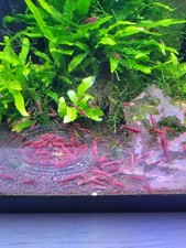 1fire red cherry for sale  Minneapolis