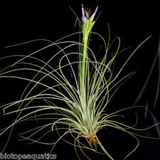 Tillandsia juncea live for sale  DRONFIELD