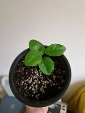Lemon tree citrus for sale  LEEDS