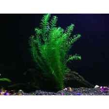 Elodea bunch freshwater for sale  Shipping to Ireland