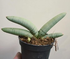 Sansevieria cylindrica boncel for sale  WOLVERHAMPTON