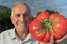 Giant tomato seeds for sale  Julian