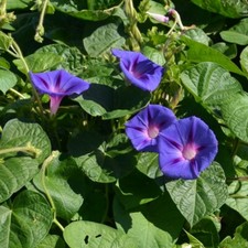 Graines fleurs ipomée d'occasion  Clermont-Ferrand-
