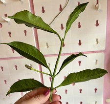 Rare hoya multiflora for sale  WORKSOP