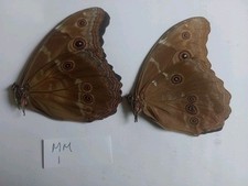 Morpho didius males for sale  HAYLE
