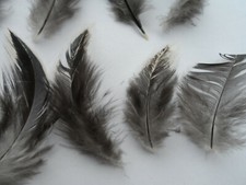Federn schwarz grau gebraucht kaufen  Deutschland