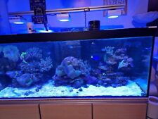 Salzwasseraquarium fische kora gebraucht kaufen  Straßberg