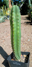 mature succulents for sale  San Diego