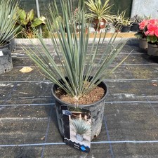 rostrata yucca for sale rostrata yucca for sale HELSTON