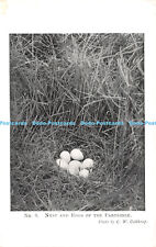 R239252 nest eggs for sale  WARLINGHAM