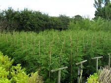 X7.5 quality leylandii for sale  NESTON