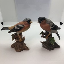 Chaffinch bullfinch bird for sale  TAUNTON