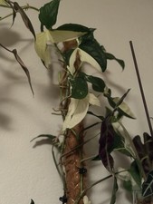syngonium variegata albo gebraucht kaufen syngonium variegata albo gebraucht kaufen Mönchengladbach