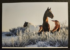 Pferdepostkarte pferde pferdep gebraucht kaufen  Sondershausen
