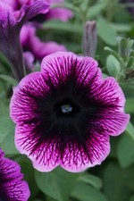 Trailing petunia ovation for sale  BELLSHILL