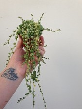 Variegated string pearls for sale  BOSTON