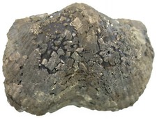 Devon  Paraspirifer bownockeri  Begehrter Pyrit - Brachiopode  Silica Ohio  A7-3 comprar usado  Enviando para Brazil