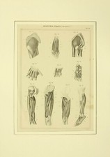 Anatomia umana tav. usato  Lucca