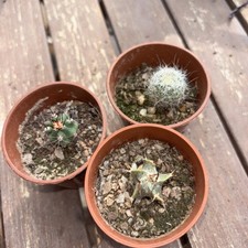 Cacti babies width for sale  ROCHFORD
