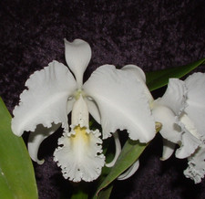 Duft rchidee cattleya gebraucht kaufen  Seligenstadt