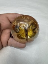 Intage real butterfly for sale  Lufkin