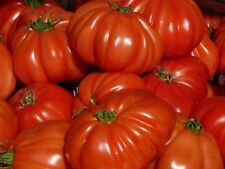 Fleischtomaten aromatische rie gebraucht kaufen  Bayreuth