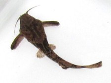 Banjo catfish live for sale  Marysville