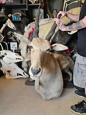 Taxidermie eland cap d'occasion  Lorient