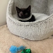 Appeal baby cooper for sale  ROCHDALE