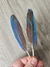 Blaue federn papageienfeder gebraucht kaufen Blaue federn papageienfeder gebraucht kaufen  Haarbach