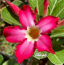 Red pink desert for sale  LONDON