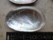 Abalone seeohren roh gebraucht kaufen  Köln