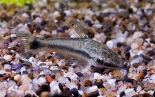 Otocinclus peru nature for sale  Miami