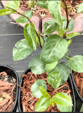 Pear trees get for sale  Winston Salem