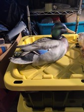 Ducks unlimited full for sale  Glendive