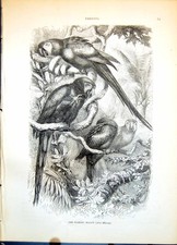 Antique print scarlet for sale Antique print scarlet for sale  UK