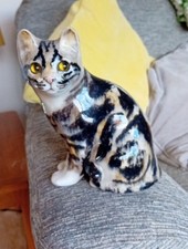 Winstanley tortoiseshell white for sale  HULL