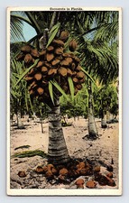 Postcard florida coconut for sale  Elk Grove