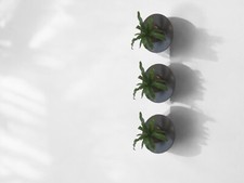 Live mounted plants for sale  Hamden