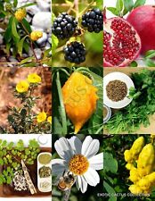 Medicinal herb plants for sale  Miami