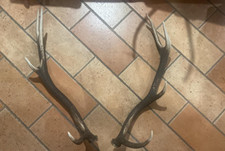 Coppia palchi corna usato  Fiumalbo