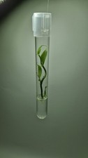 Vanilla planifolia tube d'occasion  Donzère