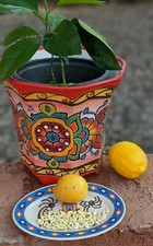 Lemon seeds fresh for sale  Cottonwood