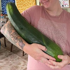Zucchine giganti frutti usato  Trappeto