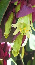 Young passion flower for sale  PAR