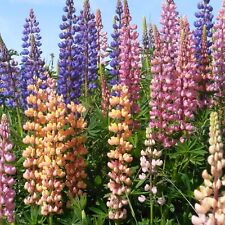 Lupin polyphylle russel d'occasion  Luzech